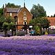 lavender
